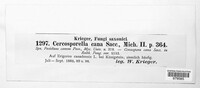 Cercosporella virgaureae image